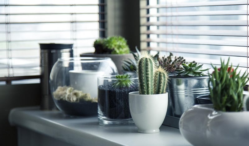 Succulents or Potted Plants
